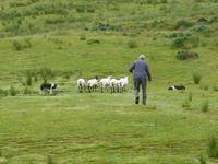 Brandon Ferries - Vorführung