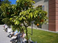 Teilweise reifen Prachtexemplare