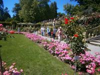 Rosen in allen Farben