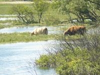 Kennemer Nationalpark 3