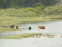 Kennemer Nationalpark 5