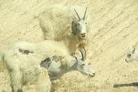 Bergziegen am Wegesrand (Mountain Goats)