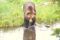 Einer der Grizzlies auf Grouse Mountain