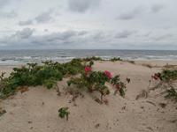 Kurische Nehrung-Ostsee