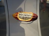 Köln , Schokoladenmuseum , das Innere einer Kakaobohne