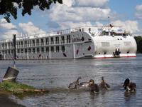 Rüdesheim, Anlegestelle der A-ROSA FLORA