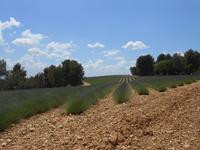 044. Lavendelfelder bei Valensole