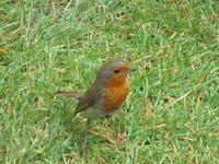 Rotkehlchen