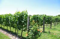 Weingut Pitars