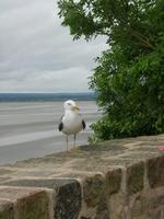 Festungsmauer der Mont-Saint-Michel