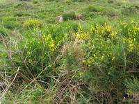 Ginster und Erika auf den Wiesen am Cap Sizun