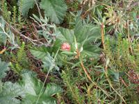 Lahemaa-NP Estland-Multebeere