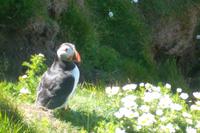 Papageientaucher am Sumburgh Head, Shetlands