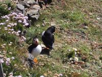 Papageientaucher am Sumburgh Head, Shetlands