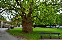 025 Canterbury,  Orientalische Platane