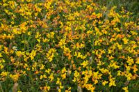 441 Skye, bezaubernde Flora