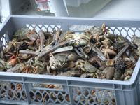 Und es gab einen interessanten Fang