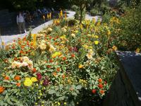 Blumen und Pflanzen geschmackvoll gemischt