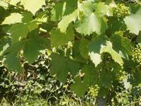 Auch der Wein hat schon angesetzt