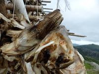 252. Stockfisch, Lofoten, Norwegen, AIDAvita