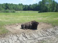 106 Omega Wildlife Park Büffel