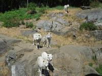 115 Omega Wildlife Park Arktische Wölfe