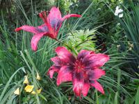 437 Butchart Gardens