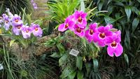 Orchid Foundation (3)