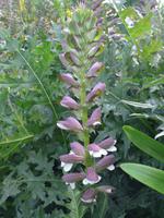 Flora Killerton Garden