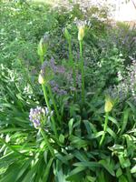 Flora Killerton Garden