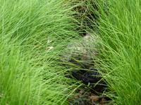 047_Stokmarknes_moewe