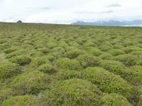 076_Hennes