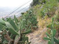 Pico do Facho