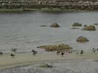 Canada Gaense, Waschtag