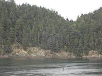 Orca - Killerwale von der Faehre aus