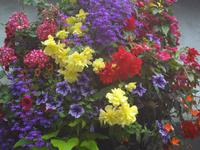 Blumenampel