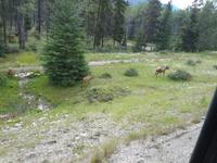 komm, sonst streicheln die uns noch ! 