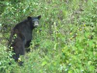 Schwarzbear am Strassenrand