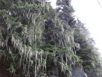 Regenwald in Stewart