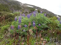 Lupinen in Alaska