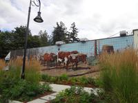 Chemainus, die Kuehe ziehen nach rechts