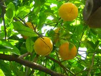 Dubrovnik Pampelmusen ;-)