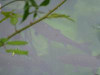 Krka Nationalpark wo sit der Fisch ??