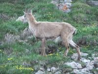 Auch Gämsen und Steinböcke treffen wir auf dem Pilatus