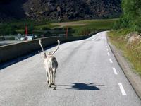 Rentiere in der Finnmark