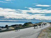 Rentiere in der Finnmark