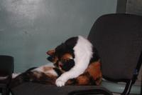 Kirchenkatze auf eigenem Stuhl