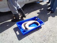 Sao Miguel, Hafen von Lagoa