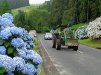 Sao Miguel, Hortensienbüsche