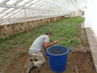 Sao Miguel, Ananasplantage